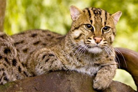 Fishing Cat Animal Facts .